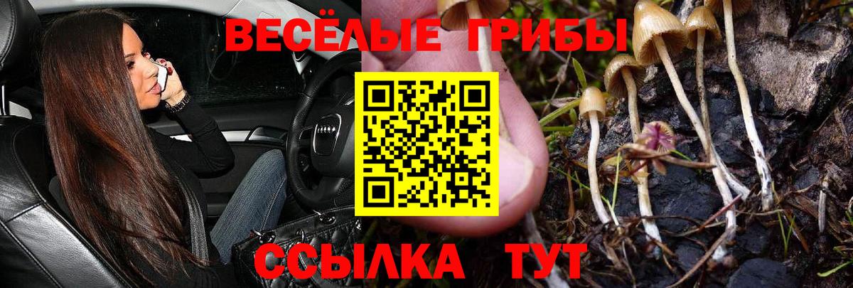 Псилоцибиновые грибы мицелий Георгиевск